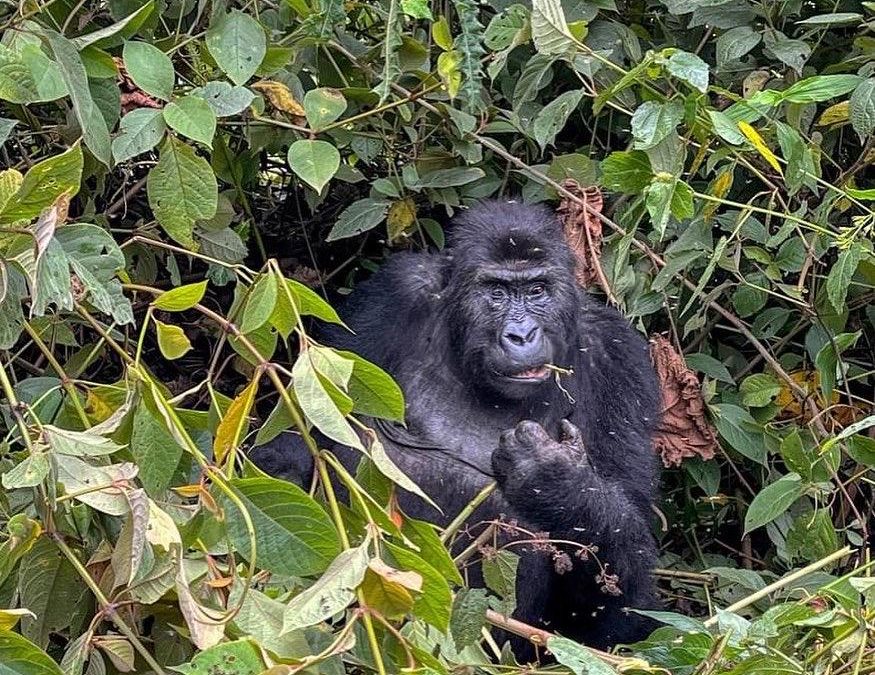 gorilla-safaris-in-rwanda-for-groups