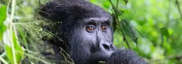 One day Gorilla Trek in Rwanda from Kigali City