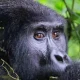 one-day-gorilla-trek-in-rwanda-from-kigali-city