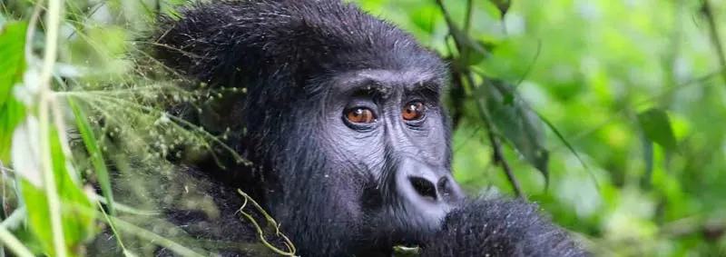 one-day-gorilla-trek-in-rwanda-from-kigali-city