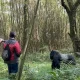 can-i-combine-rwanda-uganda-and-congo-safari
