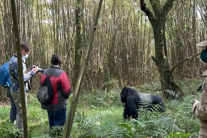 can-i-combine-rwanda-uganda-and-congo-safari