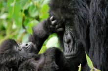 Short Gorilla Trek in Volcanoes National Park