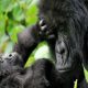 short-gorilla-trek-in-volcanoes-national-park
