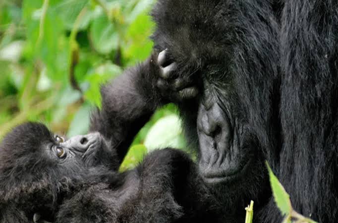 short-gorilla-trek-in-volcanoes-national-park
