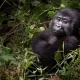 how-to-book-gorilla-trekking-permit-in-uganda