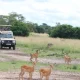 uganda-safaris-through-kigali-rwanda