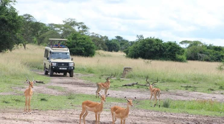uganda-safaris-through-kigali-rwanda