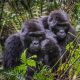 which-airport-is-near-bwindi-national-park-kigali-or-entebbe