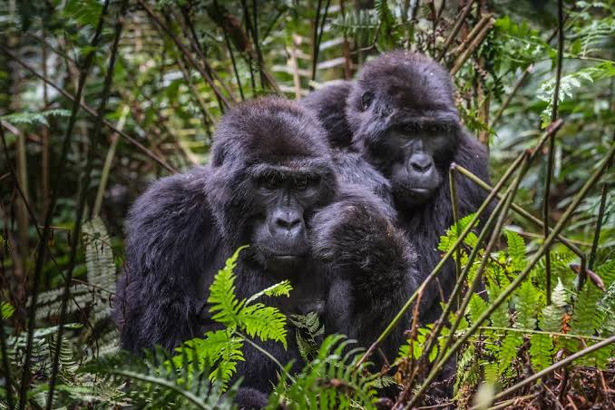 which-airport-is-near-bwindi-national-park-kigali-or-entebbe