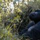 short-gorilla-trips-uganda