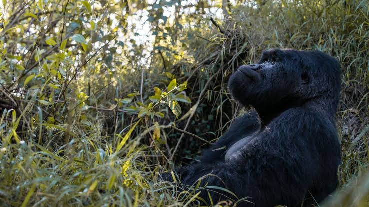 short-gorilla-trips-uganda