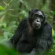 booking-a-chimpanzee-permit-in-uganda