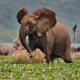 6-days-kibale-queen-elizabeth-and-bwindi