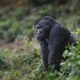 gorilla-trek-safaris-from-congo