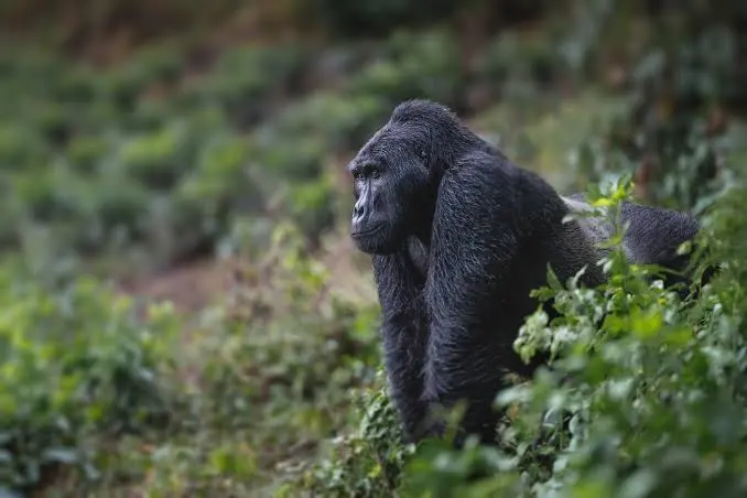 gorilla-trek-safaris-from-congo