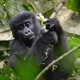 2-day-gorilla-trekking-package-from-kigali