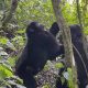 gorilla-trek-companies-in-rwanda