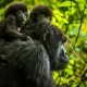short-congo-gorilla-safaris-starting-from-rwanda