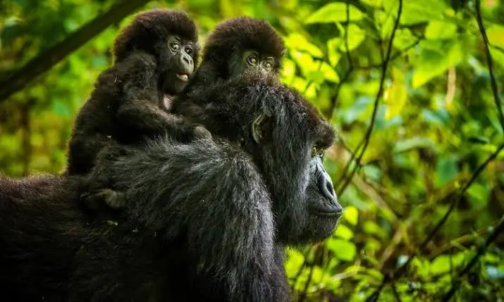 short-congo-gorilla-safaris-starting-from-rwanda