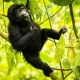 4-days-gorilla-tour-in-uganda-with-kigali-city-tour