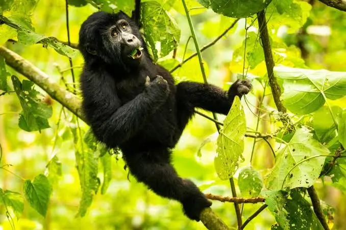 4-days-gorilla-tour-in-uganda-with-kigali-city-tour
