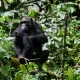 kibale-and-bwindi-national-park-tour