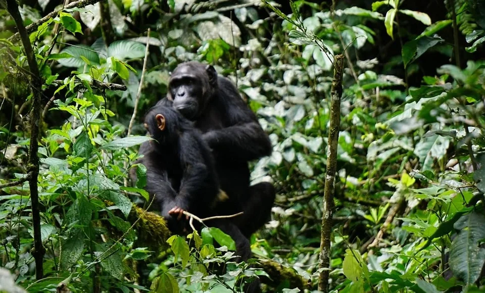 kibale-and-bwindi-national-park-tour