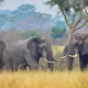 best-big-five-destinations-in-uganda