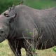 murchison-falls-and-rhino-tracking-tour