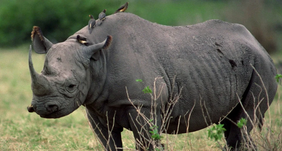 murchison-falls-and-rhino-tracking-tour