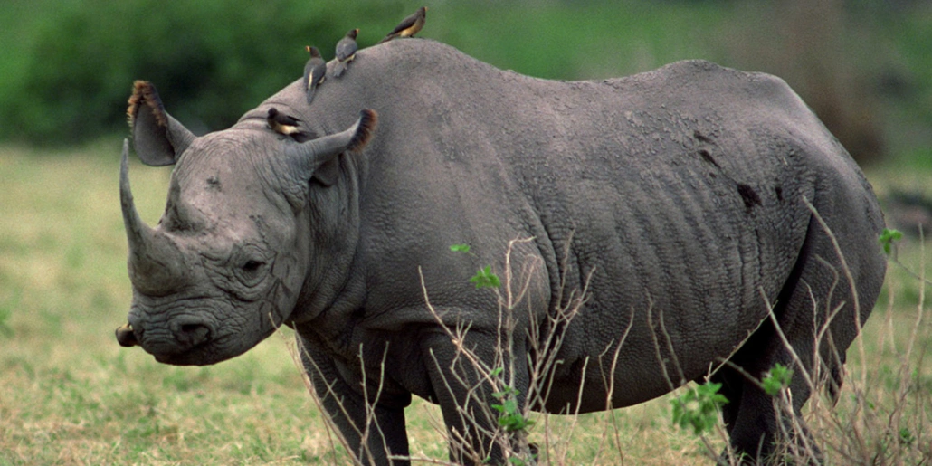 murchison-falls-and-rhino-tracking-tour