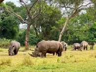 Ziwa Rhino Tracking and Murchison Falls Safari