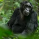 two-days-chimpanzee-tour-in-uganda