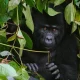 two-days-gorilla-tour-uganda