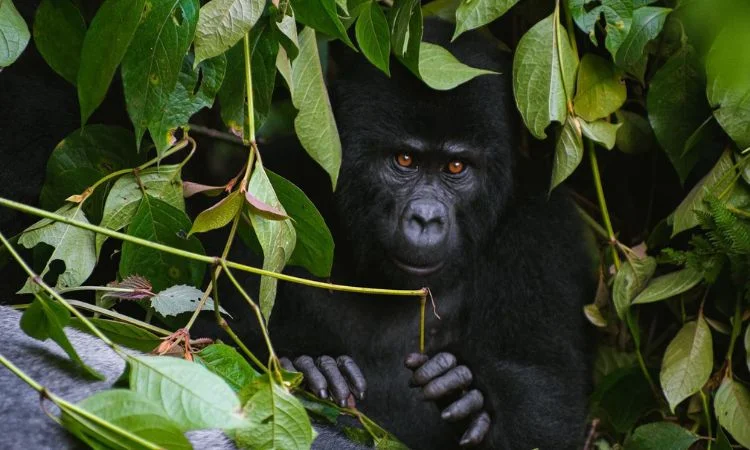 two-days-gorilla-tour-uganda