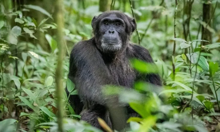6-days-uganda-quest-with-gorillas-and-chimpanzees