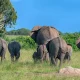 safaris-to-queen-elizabeth-national-park-from-kampala