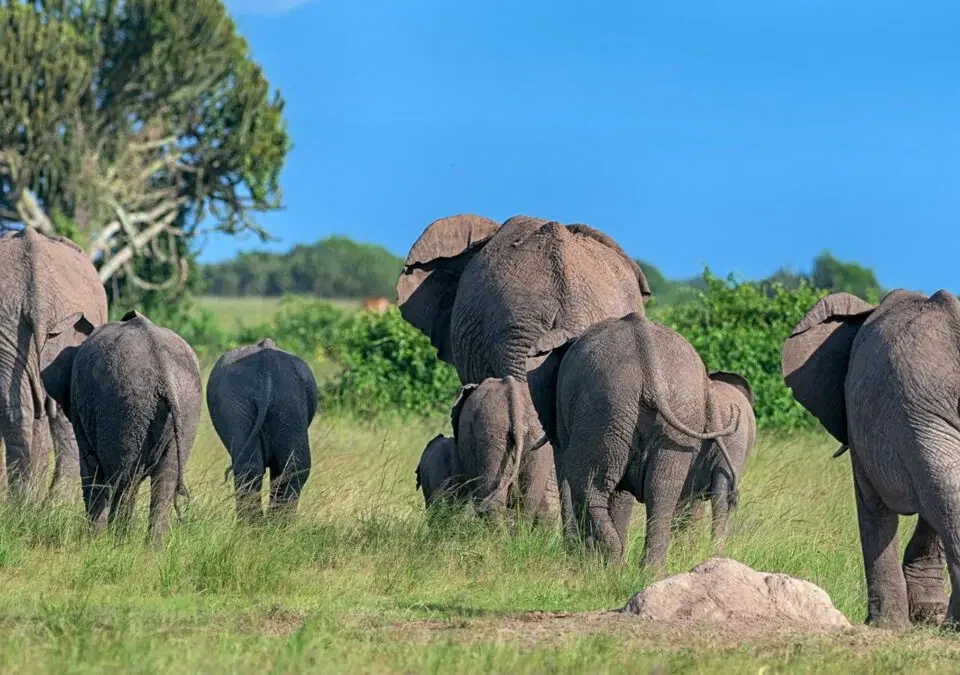 safaris-to-queen-elizabeth-national-park-from-kampala