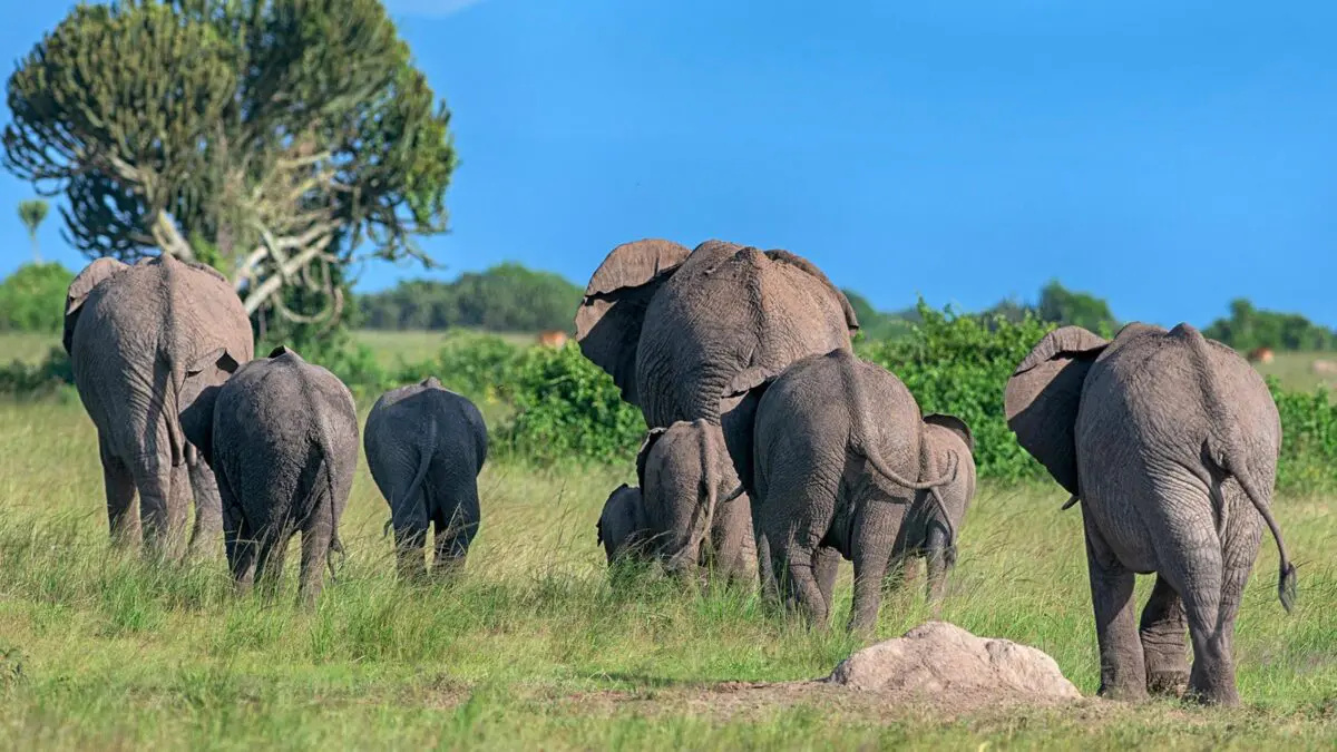 safaris-to-queen-elizabeth-national-park-from-kampala