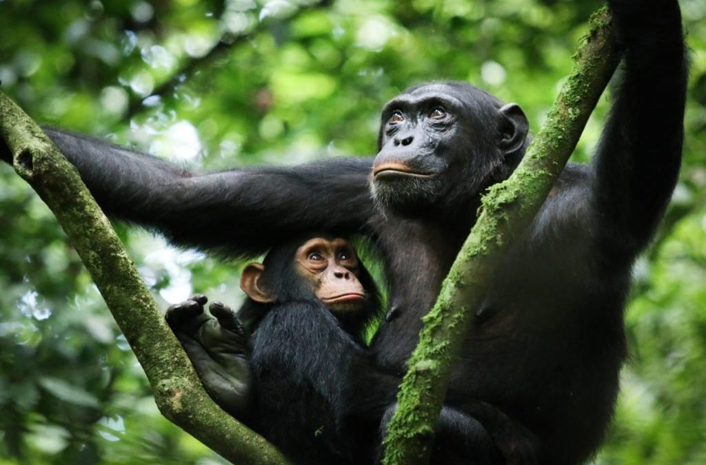uganda-tours-to-kibale-national-park