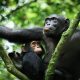 uganda-tours-to-kibale-national-park