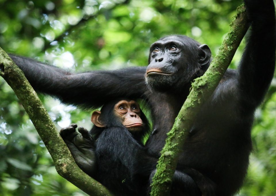 uganda-tours-to-kibale-national-park