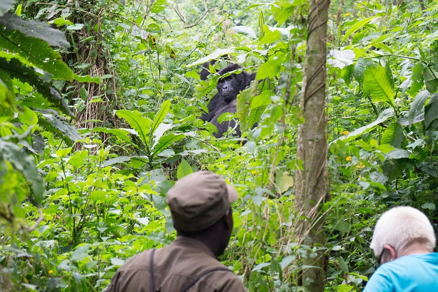 cross-boarder-gorilla-safaris-in-uganda-from-rwanda