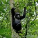 bwindi-tour-with-chimpanzees-in-uganda