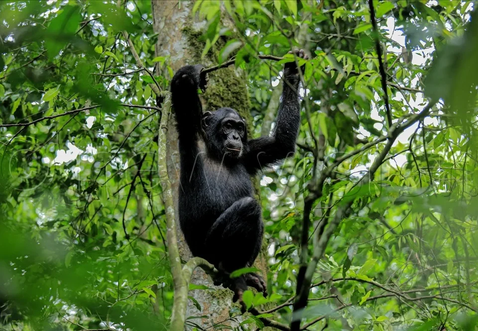 bwindi-tour-with-chimpanzees-in-uganda