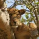 boat-game-drive-and-chimp-tracking-in-queen-elizabeth-tour