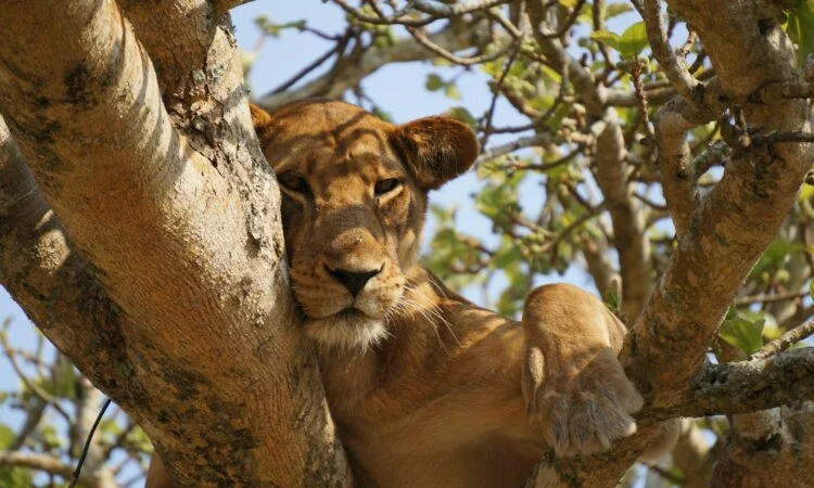 boat-game-drive-and-chimp-tracking-in-queen-elizabeth-tour