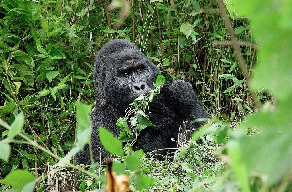 bwindi-gorilla-trek-and-lake-mburo-tour