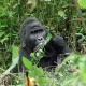 bwindi-gorilla-trek-and-lake-mburo-tour